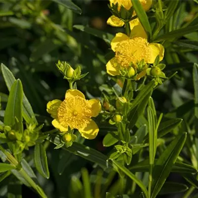 Hypericum kalmianum 'Gemo'