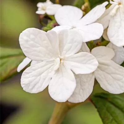 Viburnum plic. 'Summer Snowflake'