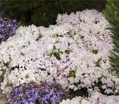 Rhododendron obt. 'Robert Seleger'