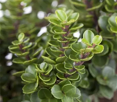 Ilex crenata 'Mariesii'