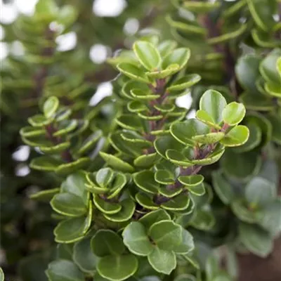Ilex crenata 'Mariesii'