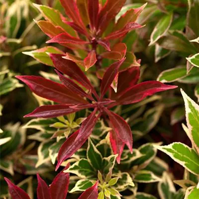 Pieris jap. 'Carnaval'