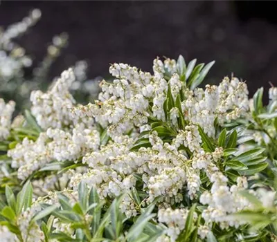 Pieris jap. 'Cupido'