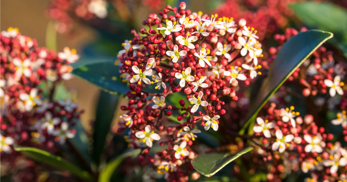 skimmia-jap-red-berry-bee