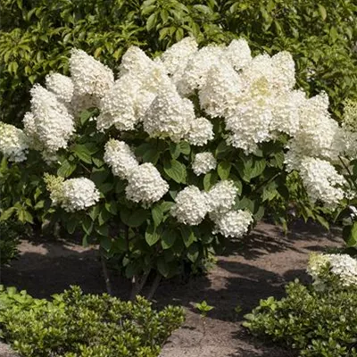 Hydrangea pan. 'Silver Dollar'