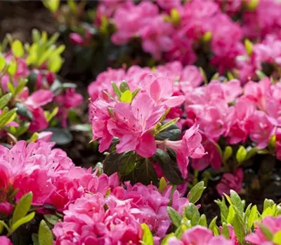 Rhododendron obt. 'Canzonetta' 