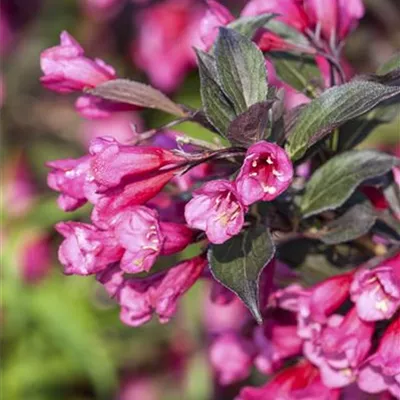 Weigela 'Victoria' 