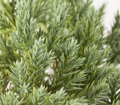 Juniperus squamata 'Blue Star'