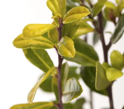 Ilex crenata 'Golden Gem' 