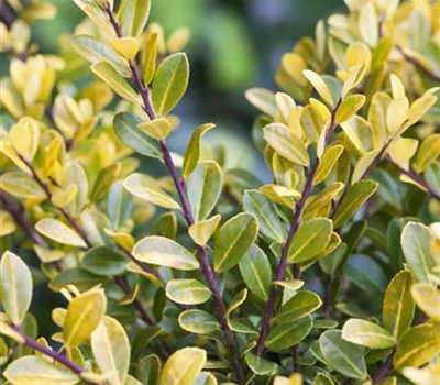 Ilex crenata 'Golden Rocket'