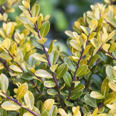 Ilex crenata 'Golden Rocket'