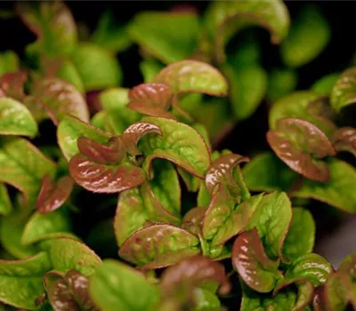 Leucothoe axalis 'Curly Red' 19 cm