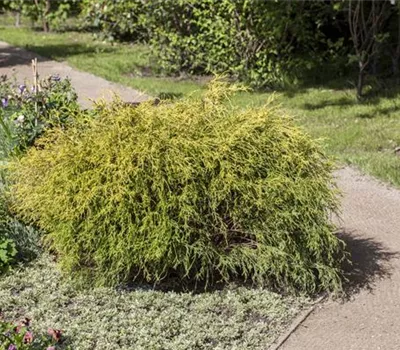Chamacyparis pis. 'Filifera Golden Mop'