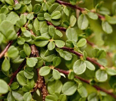 Cotoneaster dam. 'Streibs Findling' 