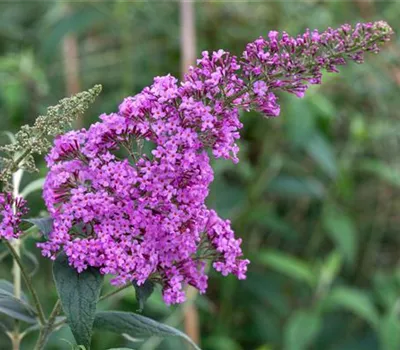Buddleja davidii 'Pink delight'