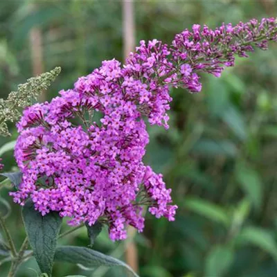 Buddleja davidii 'Pink delight'