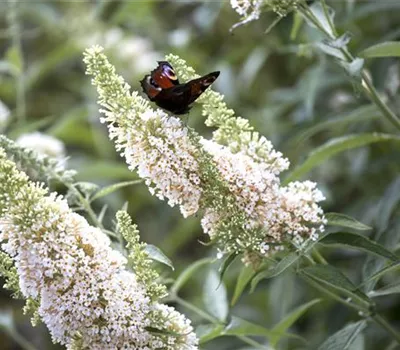 Buddleja davidii 'White Profusion'