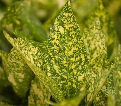 Aucuba jap. 'Variegata' 