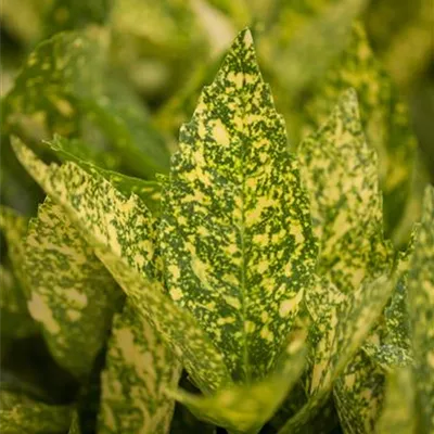 Aucuba jap. 'Variegata' 