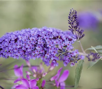 Buddleja davidii 'IIe de France'