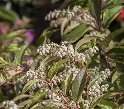 Leucothoe walteri 'Rainbow'