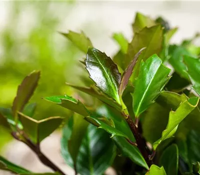 Ilex meserveae 'Heckenblau' -R-
