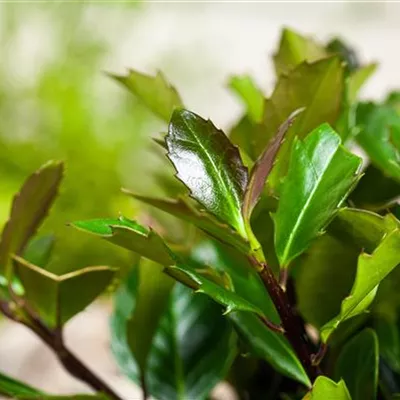 Ilex meserveae 'Heckenblau' -R-
