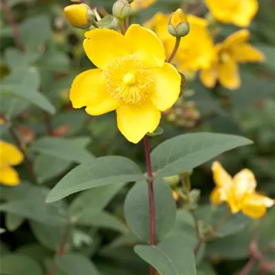 Hypericum patulum 'Hidcote Gold'
