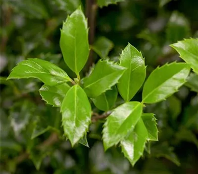 Ilex meserveae 'Heckenstar'-R-
