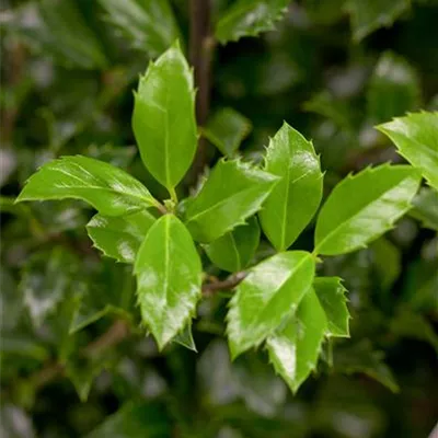 Ilex meserveae 'Heckenstar'-R-