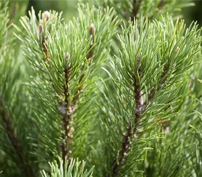 Pinus mugo 'Carstens Wintergold'