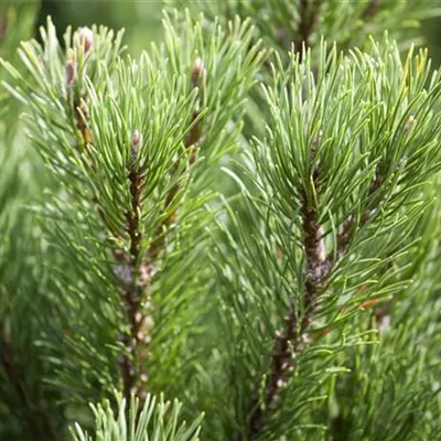 Pinus mugo 'Carstens Wintergold'