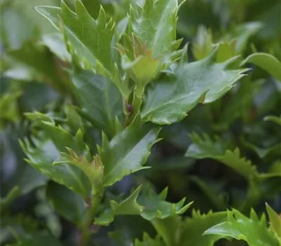 Ilex meserveae 'Little Rascal'