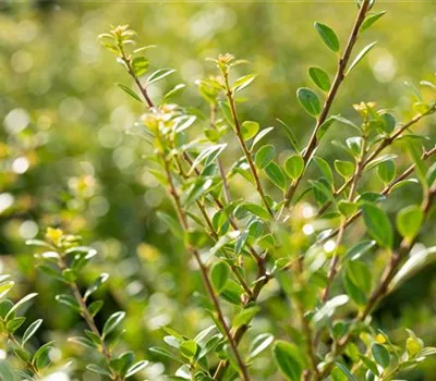 Ilex crenata 'Stokes'