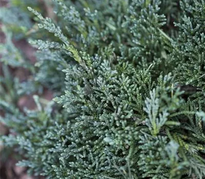 Juniperus horizontalis 'Wiltonii'