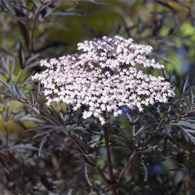 Sambucus nigra 'Black Lace'-R-