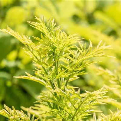 Sambucus nigra 'Golden Tower'-R-