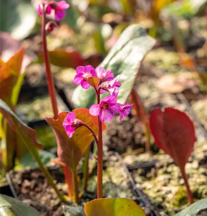 Bergenia cordifolia ´Eroica'