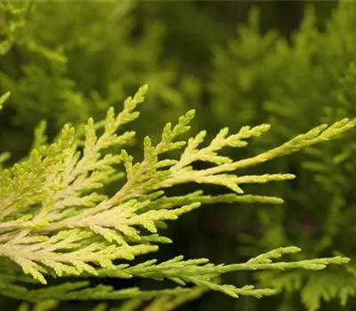 Cupressocyparis leyl. 'Tweeduizendeen'