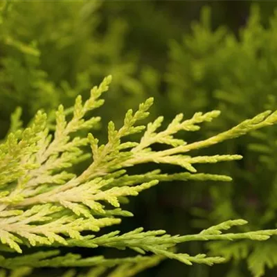 Cupressocyparis leyl. 'Tweeduizendeen'