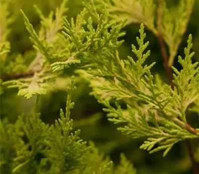 Cupressocyparis leylandii 'Castle. Gold'