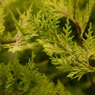 Cupressocyparis leylandii 'Castle. Gold'