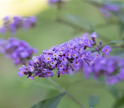 Buddleja Hybr. ´Summer Bird Sky Blue'