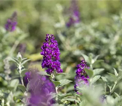 Buddleja Hybr. ´Summer Bird Blue'