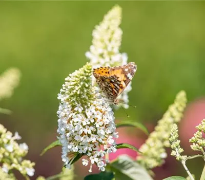 Buddleja Hybr. ´Summer Bird White'