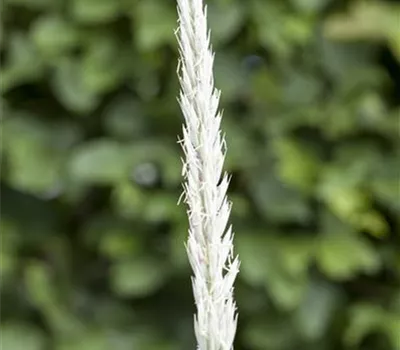 Leymus arenarius 'Blue Dune'