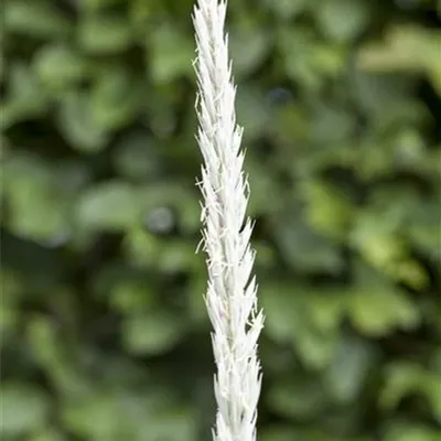 Leymus arenarius 'Blue Dune'