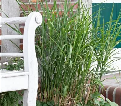 Miscanthus sinensis ´Little Zebra`