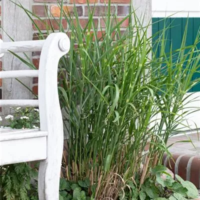 Miscanthus sinensis ´Little Zebra`