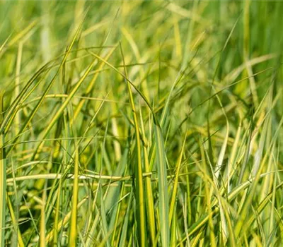 Calamagrostis acutiflora ´England`